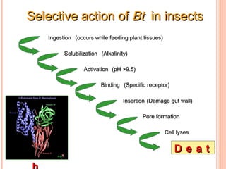 Bt brinjal good technology product | PPT