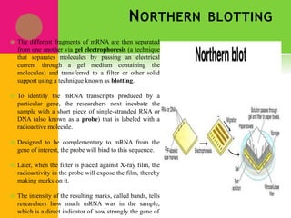 NORTHERN BLOTTING
 The different fragments of mRNA are then separated
from one another via gel electrophoresis (a technique
that separates molecules by passing an electrical
current through a gel medium containing the
molecules) and transferred to a filter or other solid
support using a technique known as blotting.
 To identify the mRNA transcripts produced by a
particular gene, the researchers next incubate the
sample with a short piece of single-stranded RNA or
DNA (also known as a probe) that is labeled with a
radioactive molecule.
 Designed to be complementary to mRNA from the
gene of interest, the probe will bind to this sequence.
 Later, when the filter is placed against X-ray film, the
radioactivity in the probe will expose the film, thereby
making marks on it.
 The intensity of the resulting marks, called bands, tells
researchers how much mRNA was in the sample,
which is a direct indicator of how strongly the gene of
 