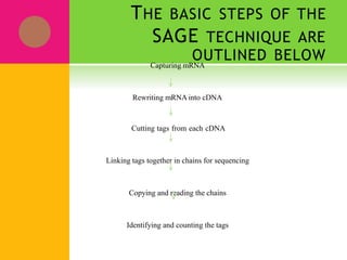 THE BASIC STEPS OF THE
SAGE TECHNIQUE ARE
OUTLINED BELOW
Capturing mRNA
Rewriting mRNAinto cDNA
Cutting tags from each cDNA
Linking tags together in chains for sequencing
Copying and reading the chains
Identifying and counting the tags
 