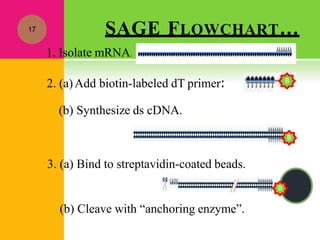 SAGE FLOWCHART…
17
1. Isolate mRNA.
2. (a)Add biotin-labeled dT primer:
(b) Synthesize ds cDNA.
3. (a) Bind to streptavidin-coated beads.
(b) Cleave with “anchoring enzyme”.
B
B
B
 