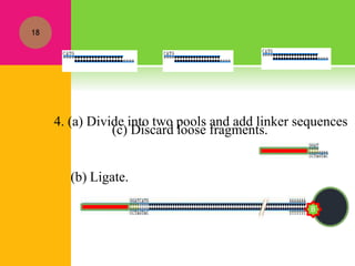 (c) Discard loose fragments.
18
4. (a) Divide into two pools and add linker sequences
(b) Ligate.
B
 