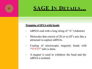 SAGE IN DETAILS…
Trapping of RNAwith beads
 mRNA’s end with a long string of “A” (Adenine)
 Molecules that consist of 20 or so dT’s acts like a
attractant to capture mRNAs.
 Coating of microscopic magnetic beads with
“TTTTT” tails is done.
 A magnet is used to withdraw the bead and the
mRNA is isolated.
21
 