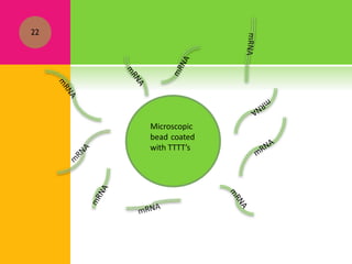 22
Microscopic
bead coated
with TTTT’s
 