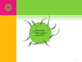 23
23
Microscopic
bead coated
with TTTT’s
 