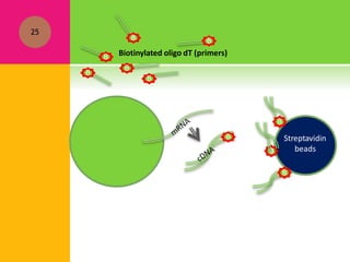 25
B
B
B
B
B
Biotinylated oligo dT (primers)
B
B
Streptavidin
beads
B
B
B
 