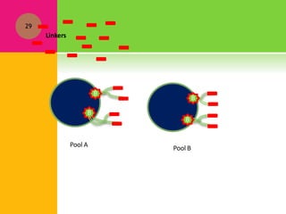 B
29
Linkers
B
B
B
Pool A Pool B
 