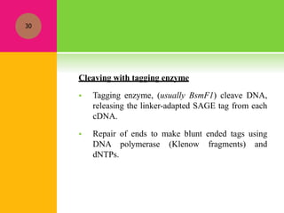Cleaving with tagging enzyme
 Tagging enzyme, (usually BsmF1) cleave DNA,
releasing the linker-adapted SAGE tag from each
cDNA.
 Repair of ends to make blunt ended tags using
DNA polymerase (Klenow fragments) and
dNTPs.
30
 