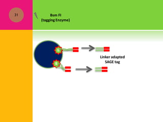 31
B
B
Bsm FI
(tagging Enzyme)
Linker adapted
SAGE tag
 