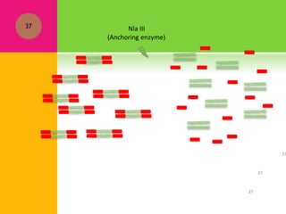 Nla III
(Anchoring enzyme)
37
37
37
37
 