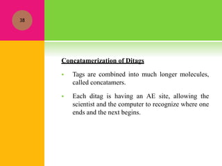 Concatamerization of Ditags
 Tags are combined into much longer molecules,
called concatamers.
 Each ditag is having an AE site, allowing the
scientist and the computer to recognize where one
ends and the next begins.
38
 