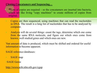 Cloning Concatamers and Sequencing…
 40Lots of copies are required – so the concatamers are inserted into bacteria,
which act like living “copy machines” to create millions of copies from
original.
 Copies are then sequenced, using machines that can read the nucleotides
in DNA. The result is a long list of nucleotides that has to be analyzed by
computer.
 Analysis will do several things: count the tags, determine which one come
from the same RNA molecule, and figure out which ones come from
known, well studied genes and which ones are new.
Vast amount of data is produced, which must be shifted and ordered for useful
information to become apparent.
SAGE reference databases:
 SAGE map
SAGE Genie
http://www.ncbi.nlm.nih.gov/cgap
 