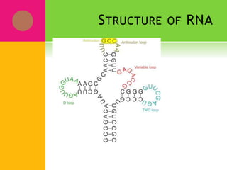 STRUCTURE OF RNA
 