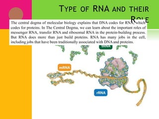 OL
TYPE OF RNA AND THEIR
The central dogma of molecular biology explains that DNA codes for RNA
R
, whichE
codes for proteins. In The Central Dogma, we can learn about the important roles of
messenger RNA, transfer RNA and ribosomal RNA in the protein-building process.
But RNA does more than just build proteins. RNA has many jobs in the cell,
including jobs that have been traditionally associated with DNAand proteins.
 