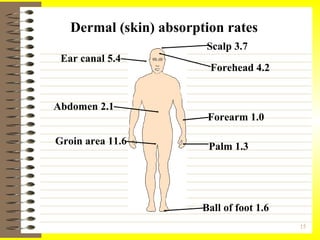 Dermal (skin) absorption rates Scalp 3.7 Forehead 4.2 Ear canal 5.4 Abdomen 2.1 Groin area 11.6 Forearm 1.0 Palm 1.3 Ball of foot 1.6 