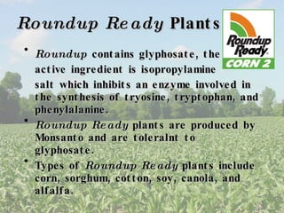 Roundup Ready  Plants Roundup  contains glyphosate, the active ingredient is isopropylamine salt which inhibits an enzyme involved in the synthesis of tryosine, tryptophan, and phenylalanine. Roundup Ready  plants are produced by Monsanto and are toleralnt to glyphosate. Types of  Roundup Ready  plants include corn, sorghum, cotton, soy, canola, and alfalfa. 