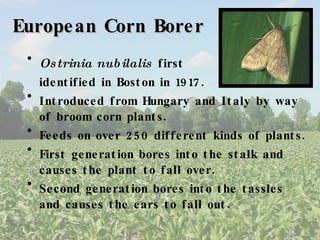 European Corn Borer Ostrinia nubilalis  first identified in Boston in 1917. Introduced from Hungary and Italy by way of broom corn plants. Feeds on over 250 different kinds of plants. First generation bores into the stalk and causes the plant to fall over. Second generation bores into the tassles and causes the ears to fall out. 