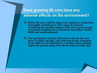 Does growing Bt corn have any adverse effects on the environment?   Before Bt corn could be approved, regulatory authorities thoroughly considered a wide range of research examining the possible impacts of Bt corn on non-target organisms including bees, ladybirds, butterflies, beetles, birds and small mammals.  The mechanism whereby Bt protein controls the corn borer is highly specific, and most non-target organisms in the field are not affected by it. Rather, these animals digest the protein along with all the others in their diet. 