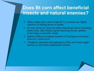 Does Bt corn affect beneficial insects and natural enemies? Many studies have shown that Bt Cry proteins are highly selective in killing larvae of moths.  Bt corn, however, does not affect beneficial insects including honey bees, lady beetles, green lacewing larvae, spiders, pirate bugs or parasitic wasps . Indirect effects on natural enemies of European corn borer, however, could occur. Predators, parasites and pathogens of the corn borer might decline as corn borer populations decline.  