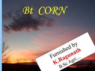 Bt  CORN Furnished by K.Ragunath B.Sc Agri… 