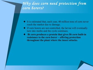 Why does corn need protection from corn borers? It is estimated that, each year, 40 million tons of corn never reach the market due to damage.  If corn borers are not controlled, the larvae will eventually turn into moths and the cycle continues. Bt corn produces a protein that gives Bt corn built-in resistance to the corn borer – offering protection throughout the plant where the insect attacks.   
