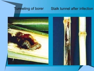 Stalk tunnel after infection Tunneling of borer 
