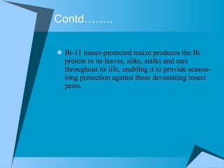 Contd…….. Bt-11 insect-protected maize produces the Bt protein in its leaves, silks, stalks and ears throughout its life, enabling it to provide season-long protection against these devastating insect pests.  