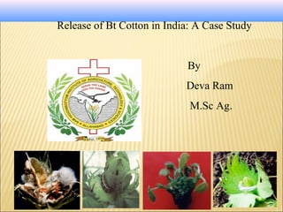 Release of Bt Cotton in India: A Case Study
By
Deva Ram
M.Sc Ag.
 