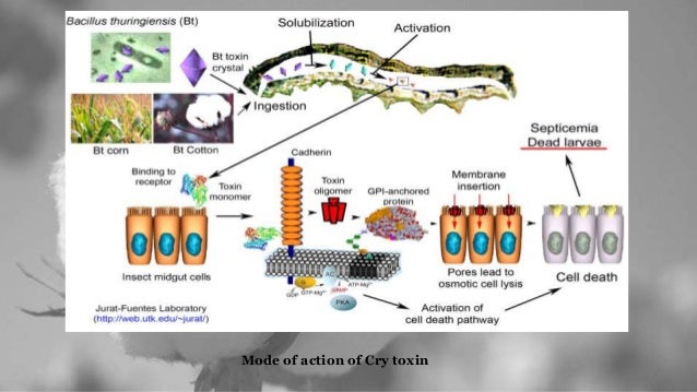 transgenic bt cotton Bt gm crops are protected specifically against european corn borer, southwestern corn borer, tobacco budworm, cotton bollworm, pink bollworm and the colorado potato beetle other benefits attributed to using bt include:. transgenic bt cotton Bt gm crops are protected specifically against european corn borer, southwestern corn borer, tobacco budworm, cotton bollworm, pink bollworm and the colorado potato beetle other benefits attributed to using bt include:.