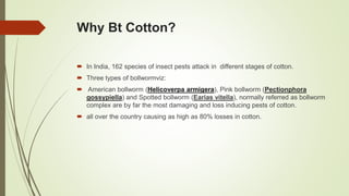  In India, 162 species of insect pests attack in different stages of cotton.
 Three types of bollwormviz:
 American bollworm (Helicoverpa armigera), Pink bollworm (Pectionphora
gossypiella) and Spotted bollworm (Earias vitella), normally referred as bollworm
complex are by far the most damaging and loss inducing pests of cotton.
 all over the country causing as high as 80% losses in cotton.
Why Bt Cotton?
 