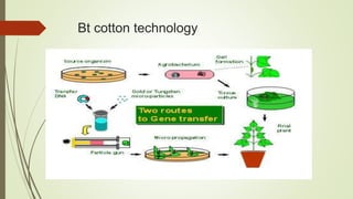 Bt cotton technology
 