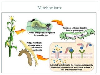 Mechanism:
 