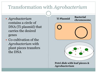 Transformation with Agrobacterium
 Agrobacterium
contains a circle of
DNA (Ti plasmid) that
carries the desired
genes
 Co-cultivation of the
Agrobacterium with
plant pieces transfers
the DNA
Bacterial
chromosome
Ti Plasmid
Petri dish with leaf pieces &
Agrobacterium
 