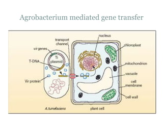 Agrobacterium mediated gene transfer
 