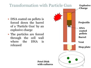 Transformation with Particle Gun
 DNA coated on pellets is
forced down the barrel
of a ‘Particle Gun’ by an
explosive charge
 The particles are forced
through the cell wall
where the DNA is
released
15
Barrel
Explosive
Charge
Vent
Stop plate
Petri Dish
with cultures
Projectile
DNA
coated
pellets
 