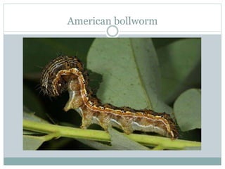 American bollworm
 