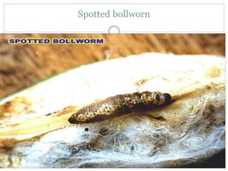 Spotted bollworn
 