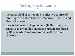 Toxic against bollworms
 Increases yield of cotton due to effective control of
three types of bollworms, viz. American, Spotted and
Pink bollworms.
 Insects belonged to Lepidoptera (Bollworms) are
sensitive to crystalline endotoxic protein produced
by Bt gene which in turn protects cotton from
bollworms.
 