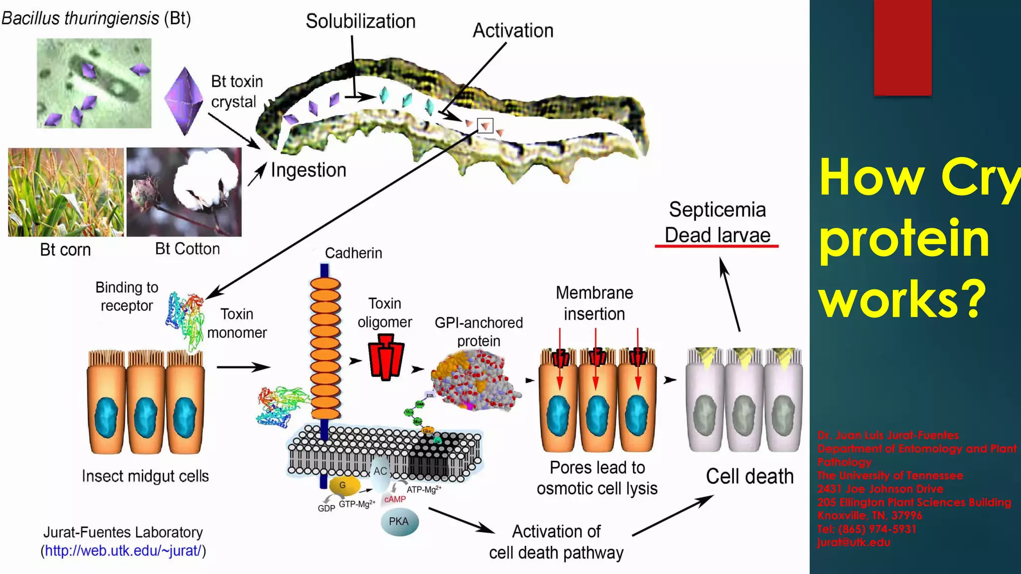 Dr. Juan Luis Jurat-Fuentes
Department of Entomology and Plant
Pathology
The University of Tennessee
2431 Joe Johnson Drive
205 Ellington Plant Sciences Building
Knoxville, TN, 37996
Tel: (865) 974-5931
jurat@utk.edu
How Cry
protein
works?
 