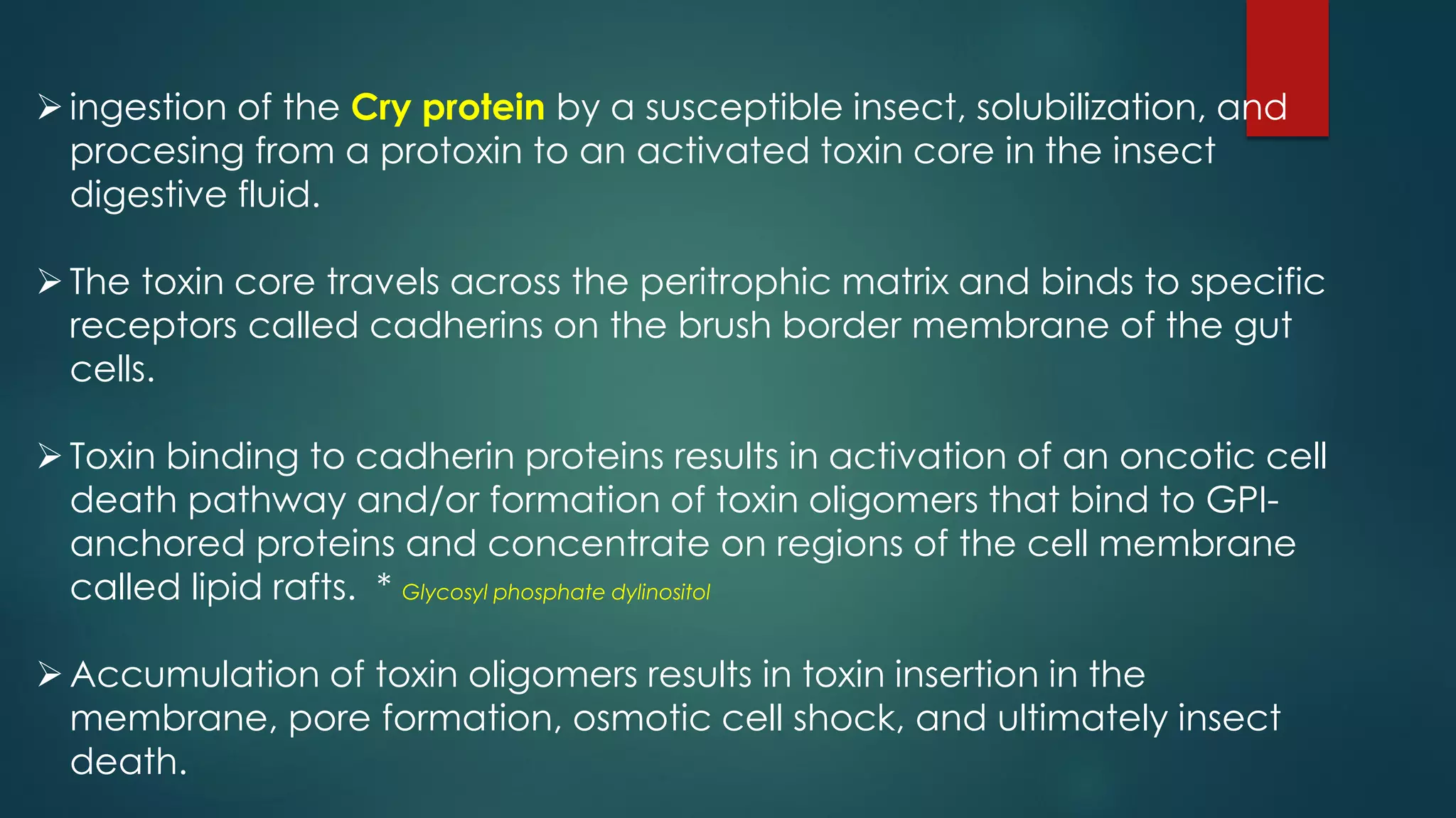 ingestion of the Cry protein by a susceptible insect, solubilization, and
procesing from a protoxin to an activated toxin core in the insect
digestive fluid.
The toxin core travels across the peritrophic matrix and binds to specific
receptors called cadherins on the brush border membrane of the gut
cells.
Toxin binding to cadherin proteins results in activation of an oncotic cell
death pathway and/or formation of toxin oligomers that bind to GPI-
anchored proteins and concentrate on regions of the cell membrane
called lipid rafts. * Glycosyl phosphate dylinositol
Accumulation of toxin oligomers results in toxin insertion in the
membrane, pore formation, osmotic cell shock, and ultimately insect
death.
 