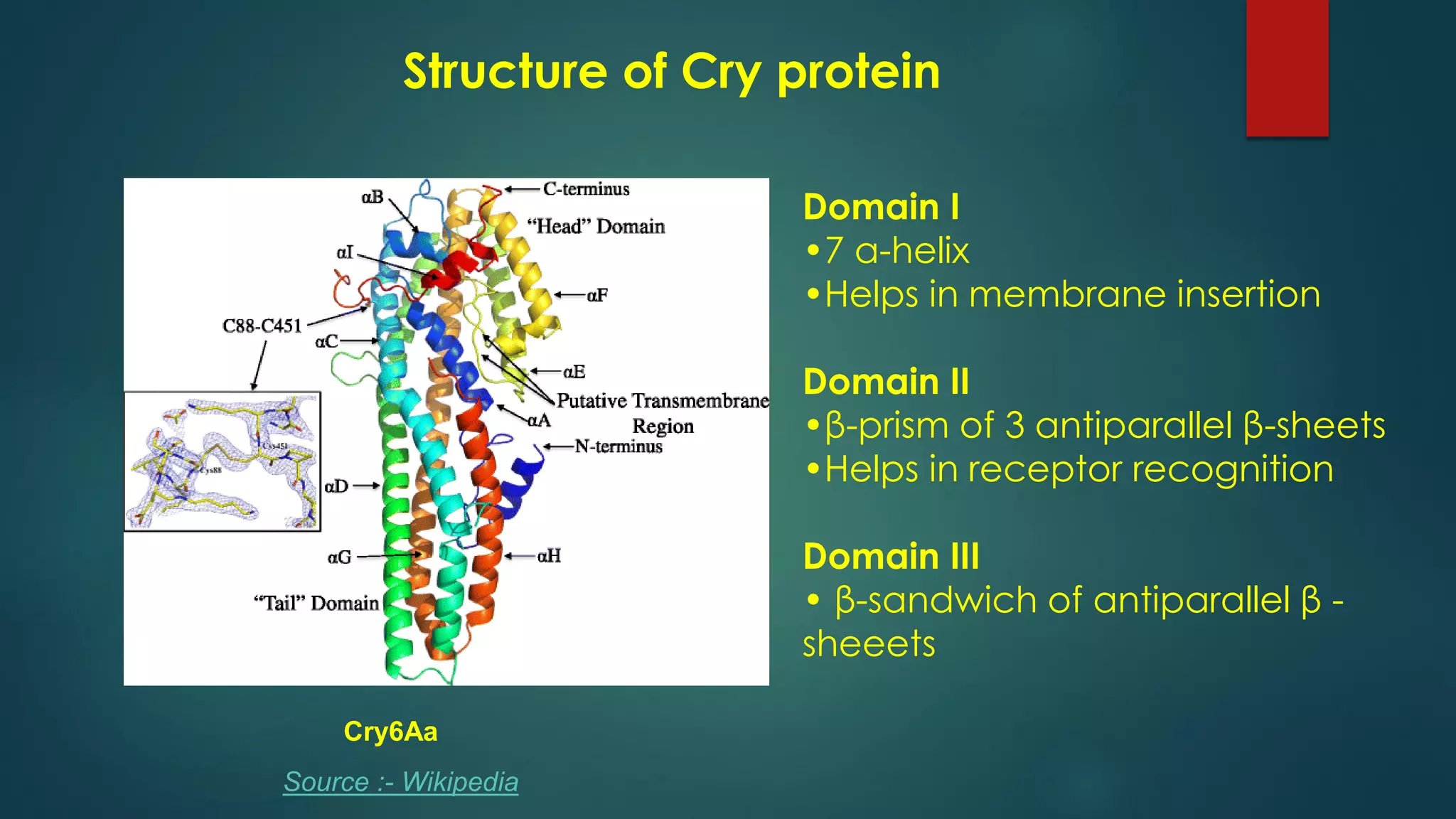 Structure of Cry protein
Cry6Aa
Source :- Wikipedia
Domain I
•7 α-helix
•Helps in membrane insertion
Domain II
•β-prism of 3 antiparallel β-sheets
•Helps in receptor recognition
Domain III
• β-sandwich of antiparallel β -
sheeets
 