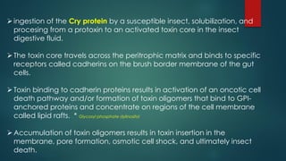 ingestion of the Cry protein by a susceptible insect, solubilization, and
procesing from a protoxin to an activated toxin core in the insect
digestive fluid.
The toxin core travels across the peritrophic matrix and binds to specific
receptors called cadherins on the brush border membrane of the gut
cells.
Toxin binding to cadherin proteins results in activation of an oncotic cell
death pathway and/or formation of toxin oligomers that bind to GPI-
anchored proteins and concentrate on regions of the cell membrane
called lipid rafts. * Glycosyl phosphate dylinositol
Accumulation of toxin oligomers results in toxin insertion in the
membrane, pore formation, osmotic cell shock, and ultimately insect
death.
 