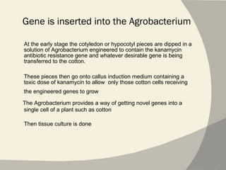 Gene is inserted into the Agrobacterium At the early stage the cotyledon or hypocotyl pieces are dipped in a  solution of Agrobacterium engineered to contain the kanamycin  antibiotic resistance gene and whatever desirable gene is being  transferred to the cotton.  These pieces then go onto callus induction medium containing a toxic dose of kanamycin to allow  only those cotton cells receiving the engineered genes to grow .   The Agrobacterium provides a way of getting novel genes into a  single cell of a plant such as cotton Then tissue culture is done   