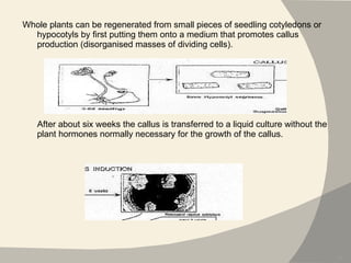 , Whole plants can be regenerated from small pieces of seedling cotyledons or hypocotyls by first putting them onto a medium that promotes callus production (disorganised masses of dividing cells).    After about six weeks the callus is transferred to a liquid culture without the plant hormones normally necessary for the growth of the callus.   