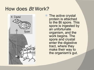 How does  Bt  Work? The active crystal protein is attached to the Bt spore. This spore is ingested by an unfortunate organism, and the work begins. The spore and crystal enter the digestive tract, where they make their way to the organism's gut. 
