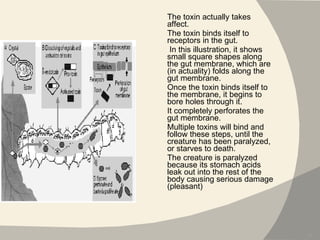 The toxin actually takes affect.  The toxin binds itself to receptors in the gut. In this illustration, it shows small square shapes along the gut membrane, which are (in actuality) folds along the gut membrane.  Once the toxin binds itself to the membrane, it begins to bore holes through it. It completely perforates the gut membrane.  Multiple toxins will bind and follow these steps, until the creature has been paralyzed, or starves to death.  The creature is paralyzed because its stomach acids leak out into the rest of the body causing serious damage (pleasant) 