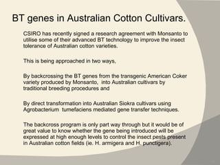 BT genes in Australian Cotton Cultivars. CSIRO has recently signed a research agreement with Monsanto to utilise some of their advanced BT technology to improve the insect tolerance of Australian cotton varieties.  This is being approached in two ways,  By backcrossing the BT genes from the transgenic American Coker variety produced by Monsanto,  into Australian cultivars by traditional breeding procedures and  By direct transformation into Australian Siokra cultivars using Agrobacterium  tumefaciens mediated gene transfer techniques.  The backcross program is only part way through but it would be of great value to know whether the gene being introduced will be expressed at high enough levels to control the insect pests present in Australian cotton fields (ie. H. armigera and H. punctigera). 
