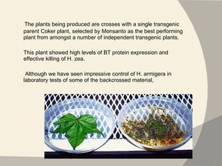 The plants being produced are crosses with a single transgenic parent Coker plant, selected by Monsanto as the best performing plant from amongst a number of independent transgenic plants.  This plant showed high levels of BT protein expression and effective killing of H. zea. Although we have seen impressive control of H. armigera in laboratory tests of some of the backcrossed material,    