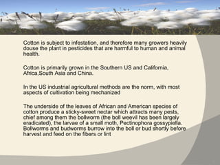 Cotton is subject to infestation, and therefore many growers heavily douse the plant in pesticides that are harmful to human and animal health. Cotton is primarily grown in the Southern US and California, Africa,South Asia and China. In the US industrial agricultural methods are the norm, with most aspects of cultivation being mechanized The underside of the leaves of African and American species of cotton produce a sticky-sweet nectar which attracts many pests, chief among them the bollworm (the boll weevil has been largely eradicated), the larvae of a small moth, Pectinophora gossypiella. Bollworms and budworms burrow into the boll or bud shortly before harvest and feed on the fibers or lint 