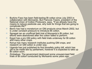 Burkino Faso has been field-testing Bt cotton since July 2003 in collaboration with Monsanto. But Francois Traore, president of the National Union of Cotton Producers, says, "If we already have the means to reduce pesticide use, why look for things that are going to complicate life?" Benin has had a moratorium on GM products since March 2002, but is under constant pressure to introduce Bt cotton. Senegal ran an unofficial field trial of Monsanto’s Bt cotton, but efforts were abandoned after the cotton failed to perform. Egypt has a pro GM policy with field trials underway for Bt cotton and many other crops. Kenya has many research institutes pushing GM crops, and research on GM cotton is under way. Uganda has just published its first biosafety policy bill, which has yet to be made law by parliament, however it is expected to take up Bt cotton soon. Zimbabwe: The government destroyed some unsupervised field trials of Bt cotton conducted by Monsanto some years ago. 