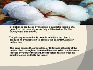 Bt Cotton is produced by inserting a synthetic version of a gene from the naturally occurring soil bacterium  Bacillus thuringiensis,  into cotton.  The primary reason this is done is to induce the plant to produce its own Bt toxin to destroy the bollworm, a major cotton pest.  The gene causes the production of Bt toxin in all parts of the cotton plant throughout its entire life span. When the bollworm ingests any part of the plant, the Bt cotton toxin pierces its small intestine and kills the insect. 